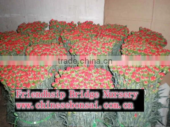 Fresh cut muticolor carnation flower