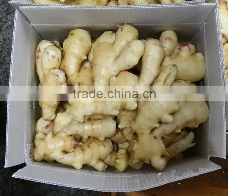 2016 new crop fresh ginger at cheap price