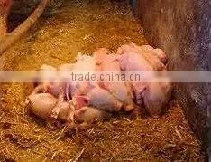 infrared heating lamp