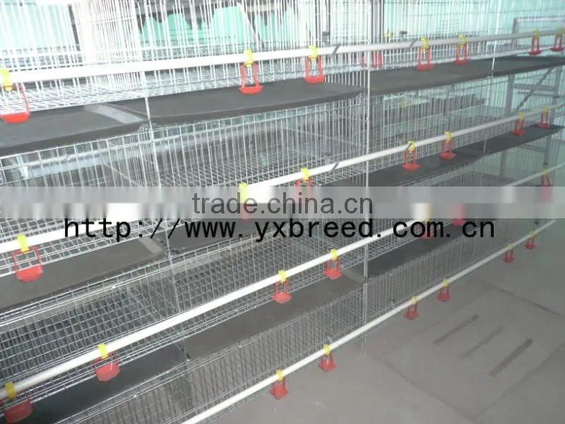 chicken poultry farm cage