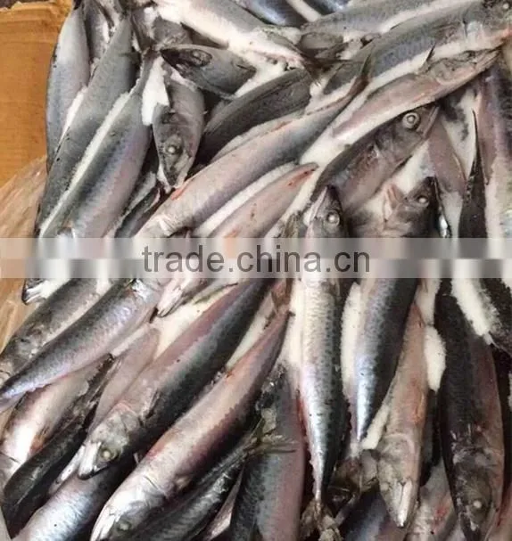 BQF Frozen Fish Pacific Mackerel Fish