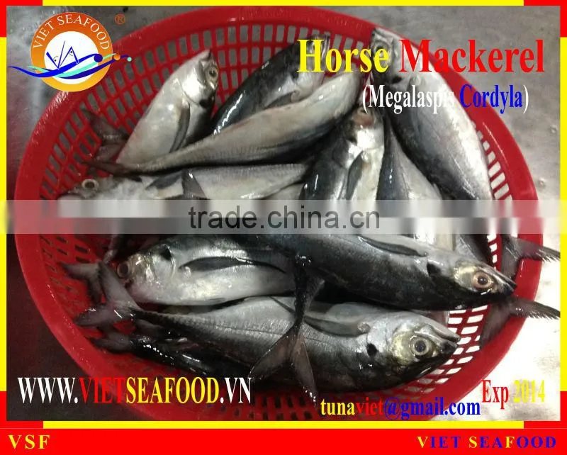 FRESH RAM MATERIALS W/R HORSE MACKEREL
