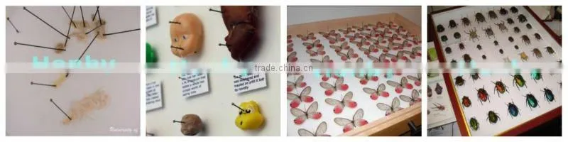 Chinese Wholesale Nylon Head 4# insect dissecting pins