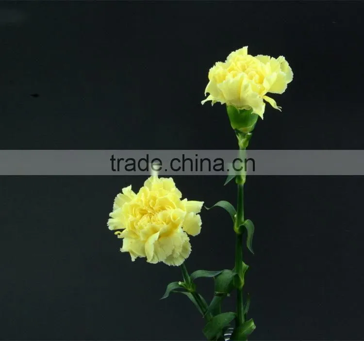 Color Liberty best selling yellow carnation flowers