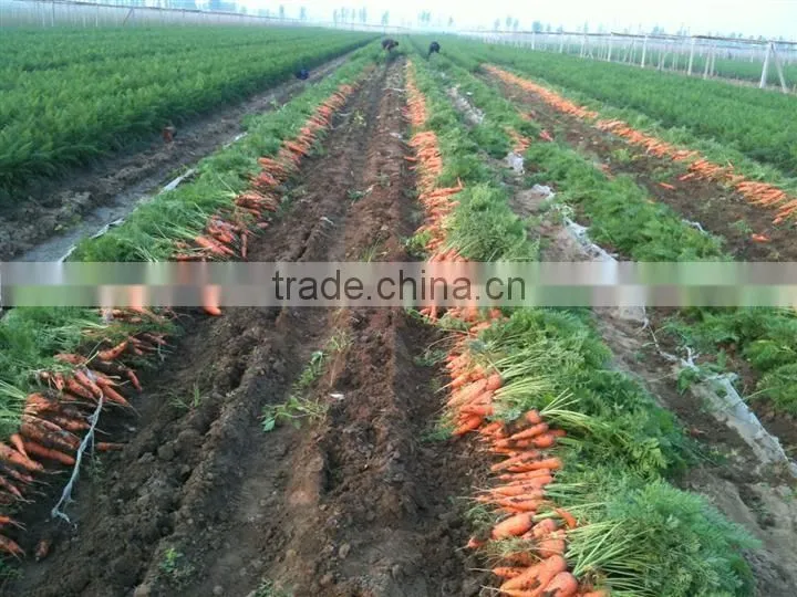 Carrot Price Carrot Farm Carrot Exporter 2016 best quality