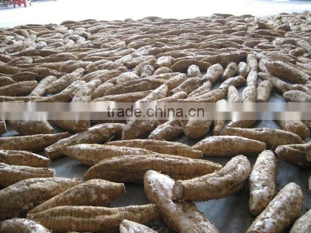 Fresh Chinese ArrowRoot