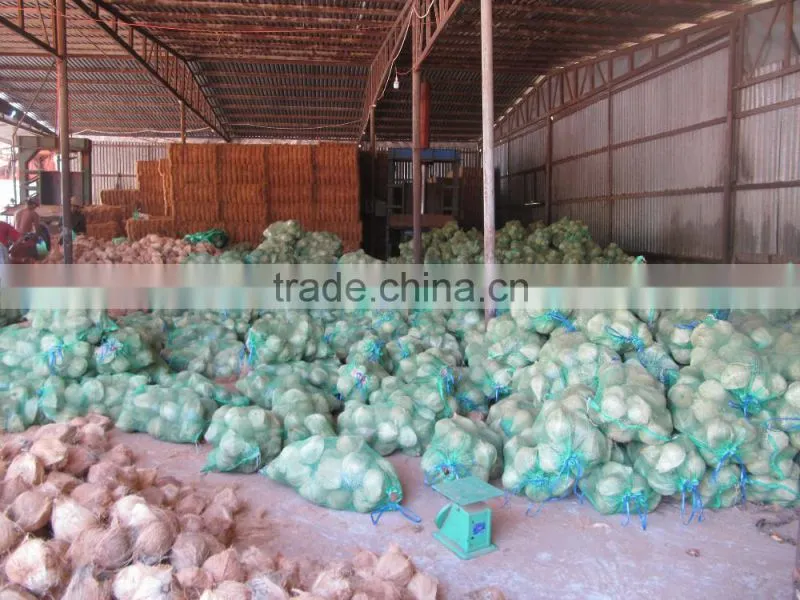vietmam semi husk mature coconut, best quality, cheap price