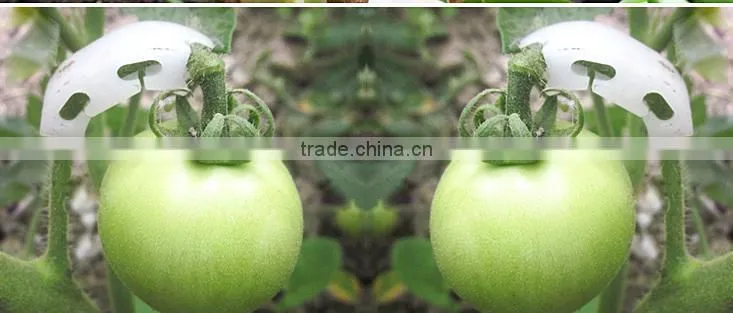 clear tomato grafting plant Clips