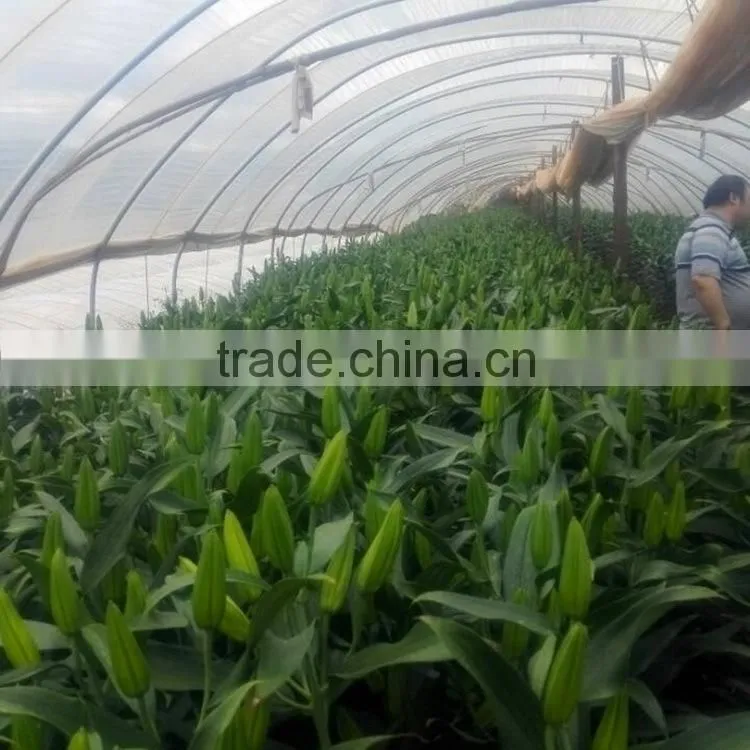 Alibaba china stylish cut fresh violet flowers