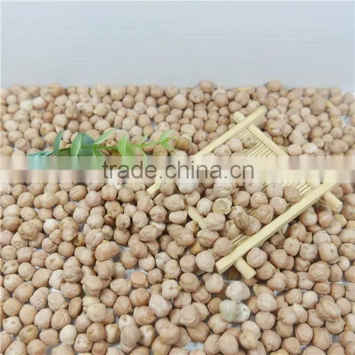 best quality chickpea market price HPS white chick pea beans