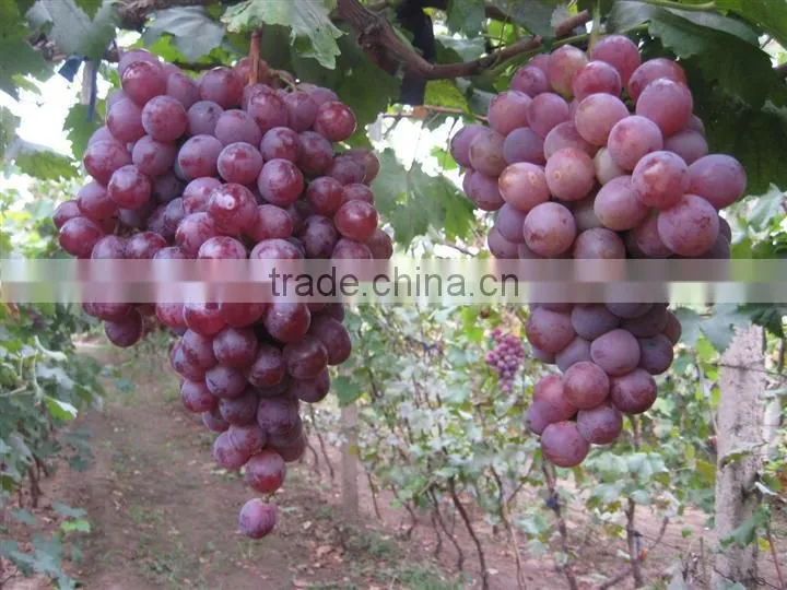2016 High Germination Rate Grape Seed For Growing