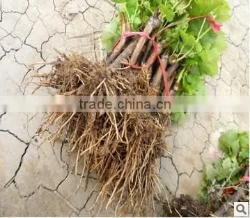 Easy survival putao shu:The grape seedling