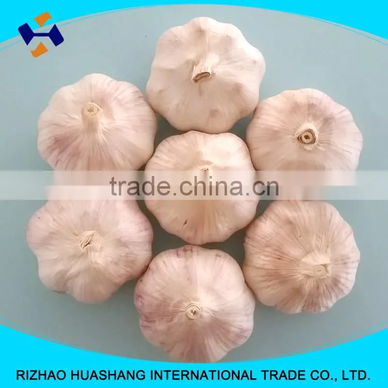 red garlic size6.0cm