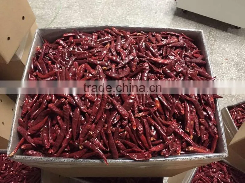 hot small chaotian chili