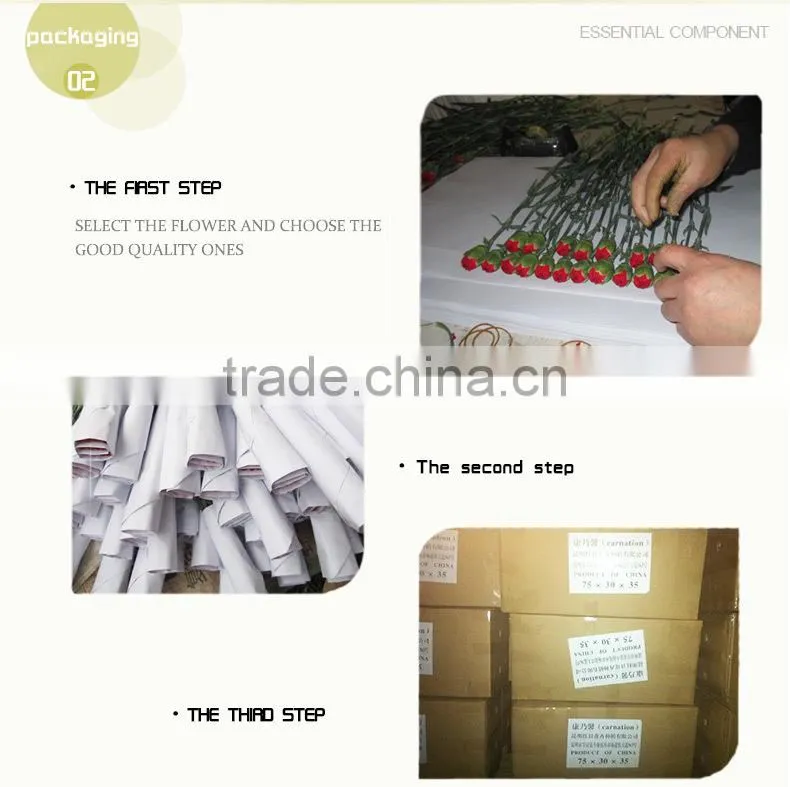 wholesale fresh cut flower of white carnation