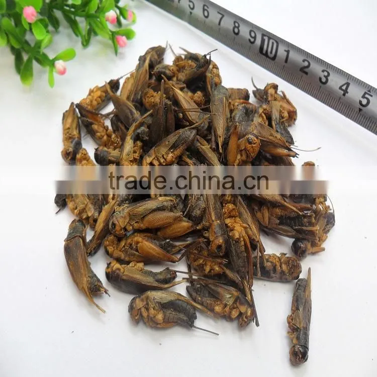 Pet bird food vacuum dried crickets