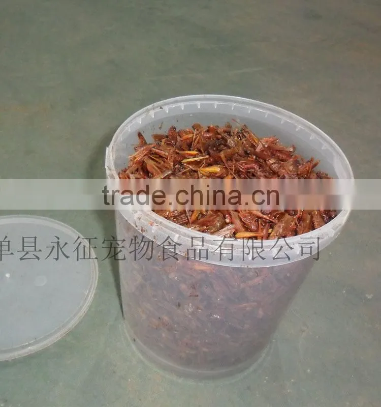 Poultry feed raw materials dried grasshopper