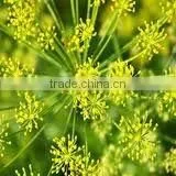 100% Pure Dill Oil BP