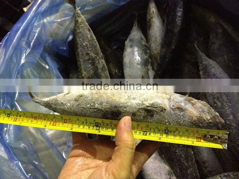 frozen bonito skipjack IQF