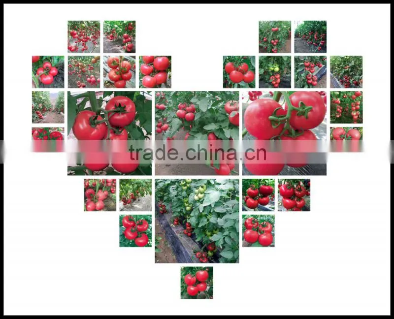 2016 High quality High yield Tomato seeds for growing- Tian Rui No.3