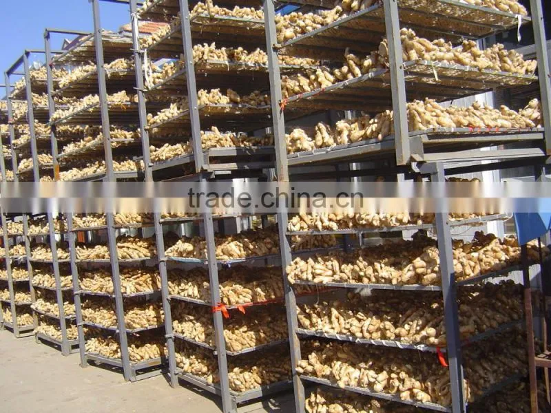 Good quality Chinese fresh ginger