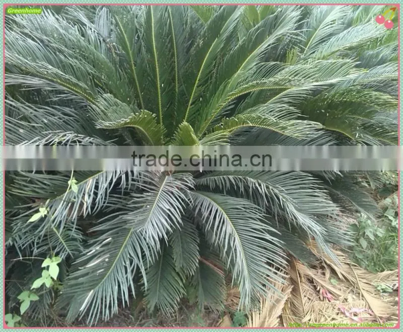 Cycas revoluta