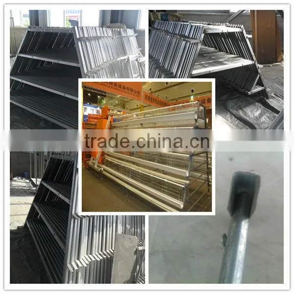 layer chicken poultry house