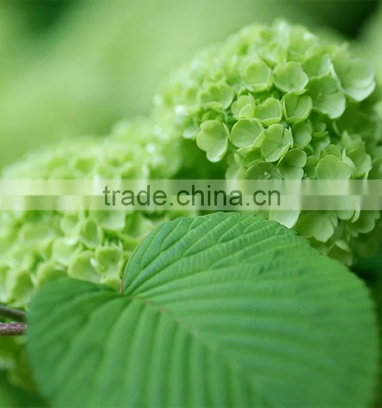 Newest Best-Selling popular lime green hydrangea flower