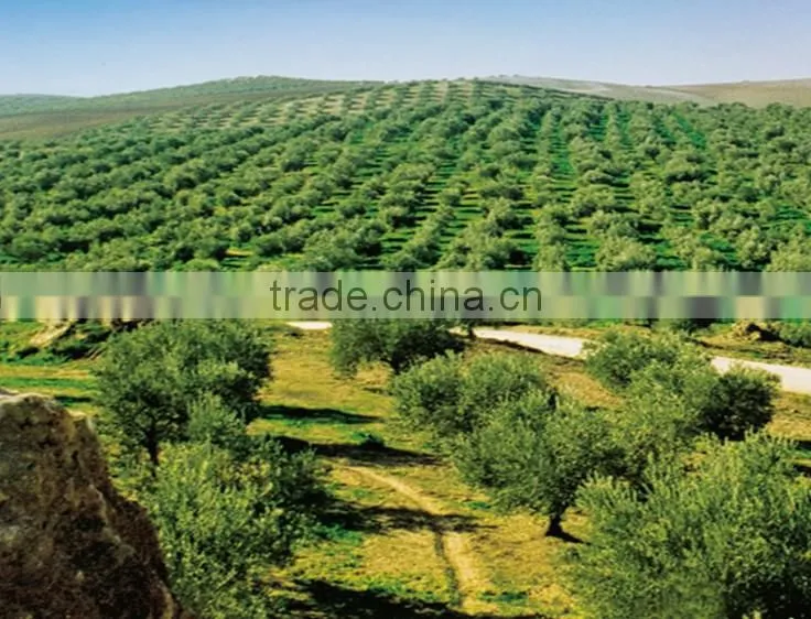 Best sale Extra virgin 100 pure Natural OLIVE Oil