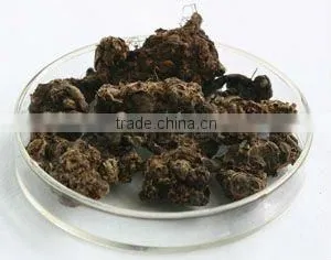natural Rhodiola rosea extract