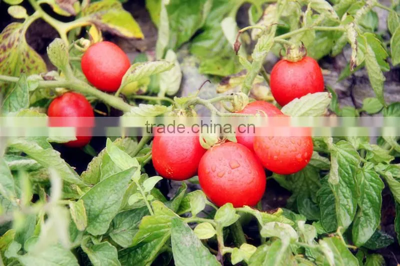 top quality china tomato paste sauce ketchup factory 3000g 3kg double concentrated canned
