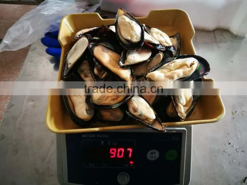 wholesale High quality half shell mussel with good price and high quality