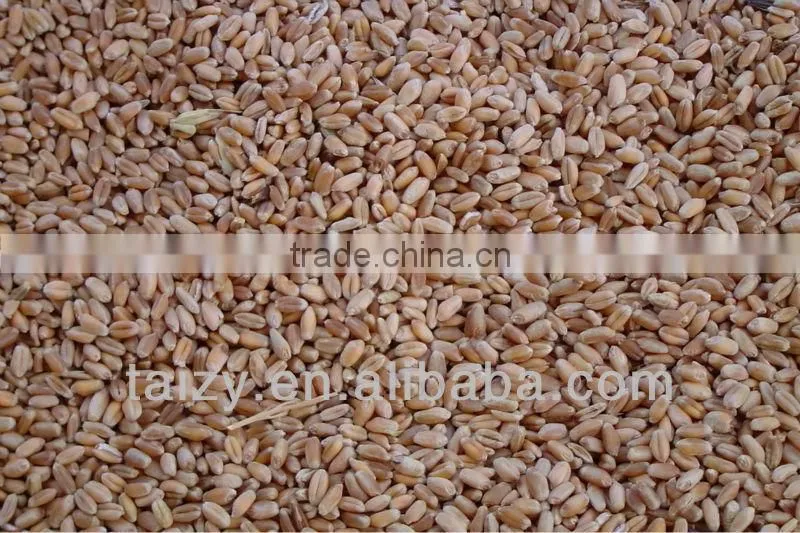wheat seed drill Disc wheat seeder