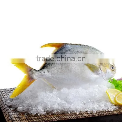 wild wholesale health fresh golden pomfret fish