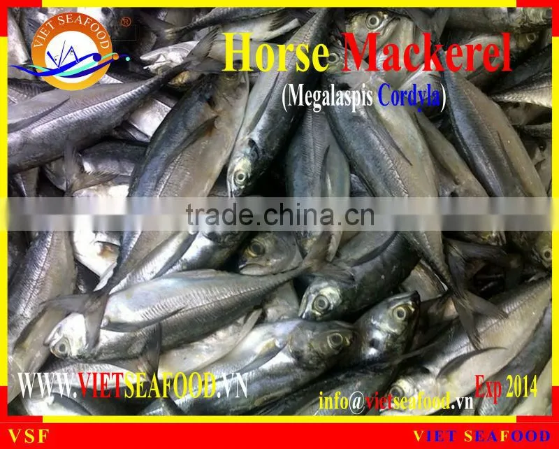 FROZEN W/R HORSE MACKEREL