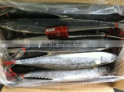 spanish mackerel IQF