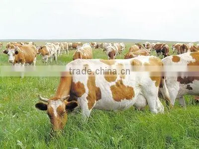 Oat hay