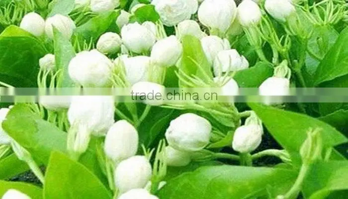 Hot sale Chinese pure jasmine tea, natural and healthy Bitanpiaoxue Flavor Tea