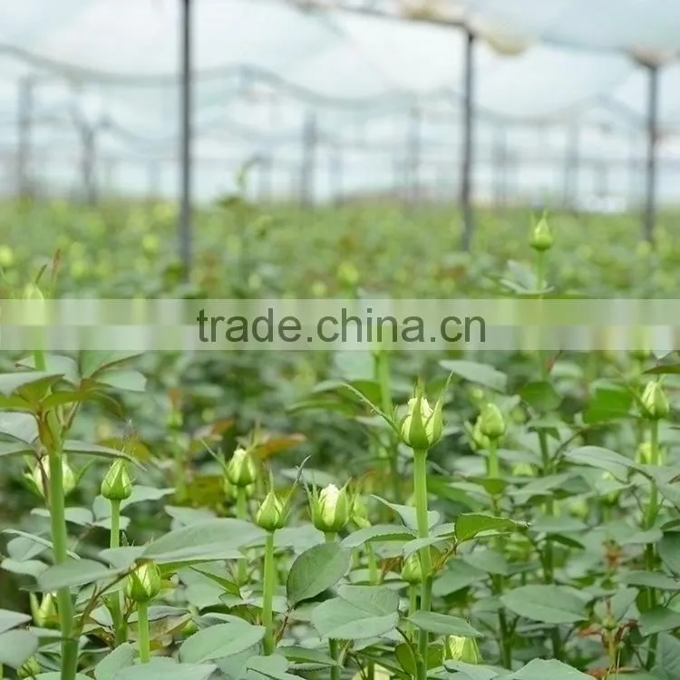 Best quality hotsell red violet flower