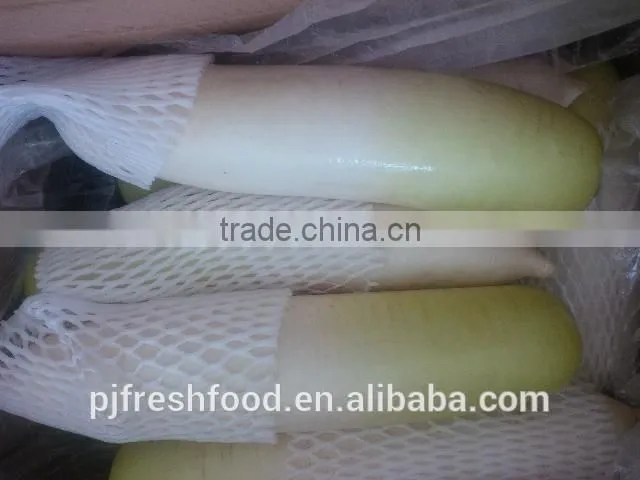 White Radish /green radish wholsale