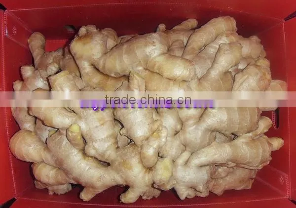 China Fresh Ginger Lowest Price