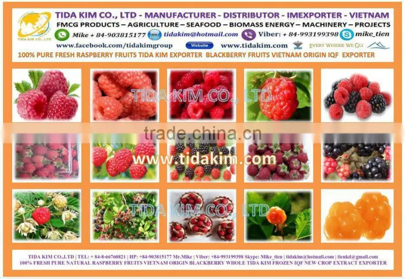 CAULERPA LENTILLIFERA FRESH SEAGRAPES - SEAWEED VIETNAM GREEN CAVIAR OKINAWA DEHYDRATED JAPAN TIDA KIM OEM PRODUCTION SEAFOOD