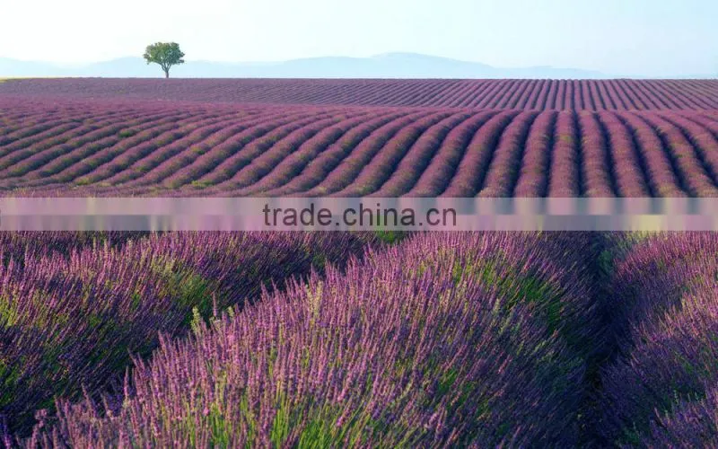 100 pure natural Lavande Bulgare essential oil
