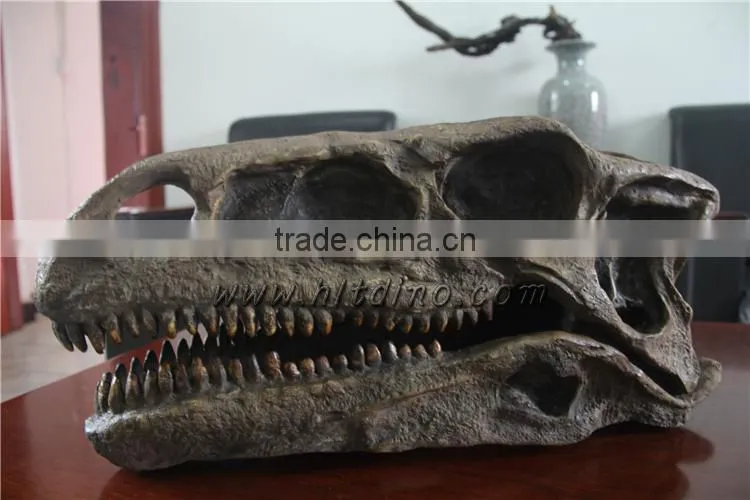 Human skull for museum and school