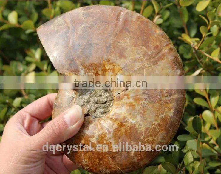 Wholesale Natural Snail Fossils animals fossils