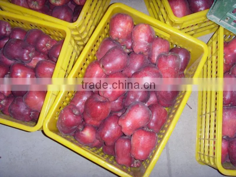 red delicious apple