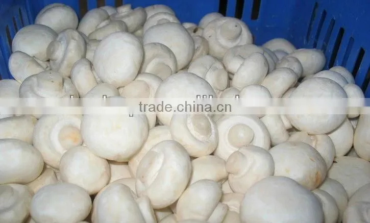 BNP Supply White Button Mushroom Extract