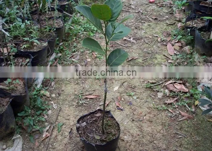 jackfruit trees