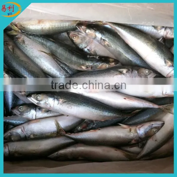 Supply frozen mackerel fish with low price