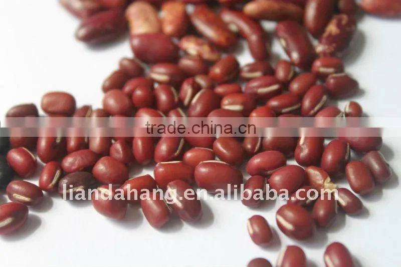 Pinto Beans